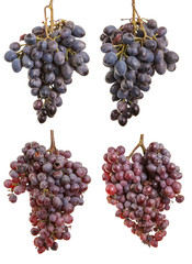 bunch of over-ripe grapes isolated on white background