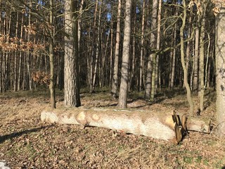 Wood in front of forest