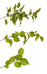 apricot tree branch with green leaves isolated on white backgrou