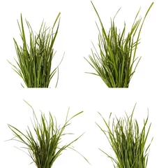Fotobehang bundle of green grass isolated on white background © toomler