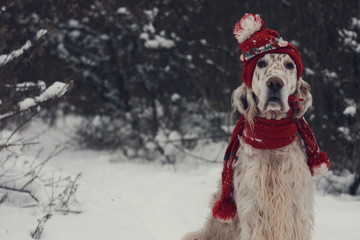 Adorable spotty furry white dog close up portrait on white christmas background, wearing red hat and scarf, fashion and style