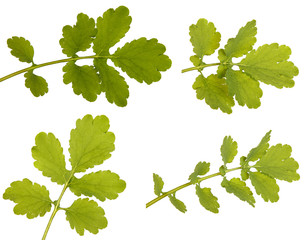 Green leaf of greater celandine isolated on white