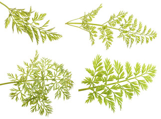 Fototapeta premium green leaf carrots. isolated on white background