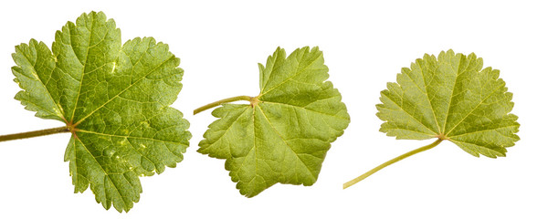 green leaf isolated on white background
