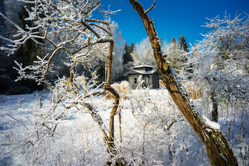 D, Bayern, Augsburg, Winter im Botanischen Garten, blauer Himmel