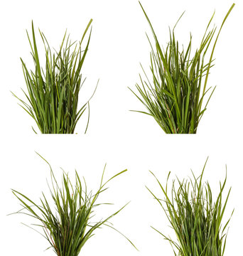 bundle of green grass isolated on white background