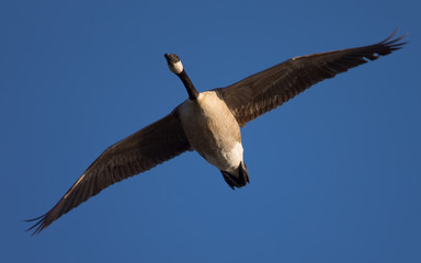Canada goose, seen flying over a North California marsh