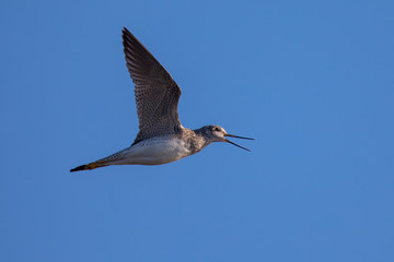 Lesser yellowlegs flying and opening its beak