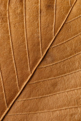 Macro texture of dry leaf plants for the background.