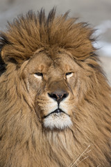 Rare captive Male Barbary Lion