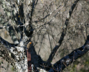The look of Erithacus rubecula