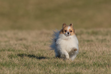 Spitz Hund Kleinhund