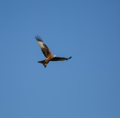 Milvus milvus in the blue sky