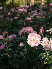 The field of pink roses