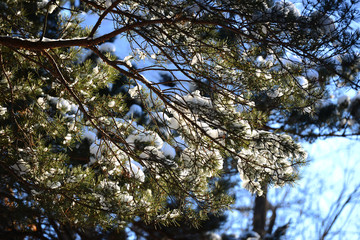 Snowy pine tree branches over blue sky