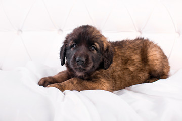 leonberger puppy on a white sofa
