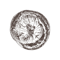 Isolated hand drawn orange in sketch style. Vector