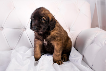 leonberger puppy on a white sofa