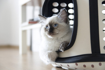 blue eyed cat ragdoll © Michal