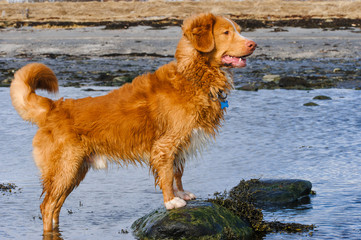 Dog playing, running and splashing on the beach. A Nova Scotia Duck-Tolling Retriever. 