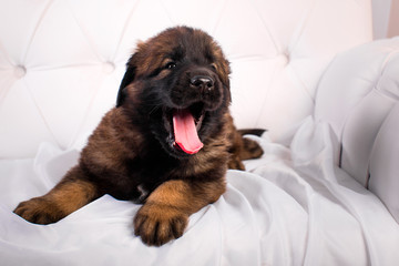 leonberger puppy on a white sofa