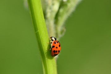 Marienkäfer