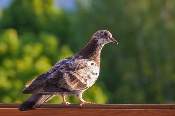 Pigeon on window