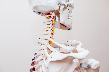 Close up side view human skeleton cervical spine anatomical model. Medical clinic concept....