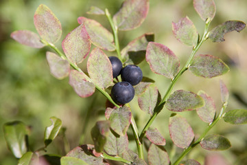 blueberry on a branch