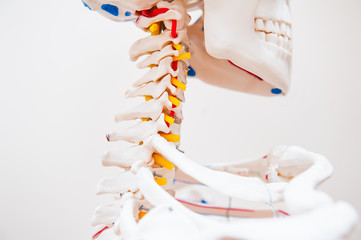 Close up side view human skeleton cervical spine anatomical model. Medical clinic concept....