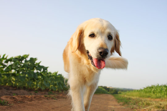 A golden retriever dog walking outdoor