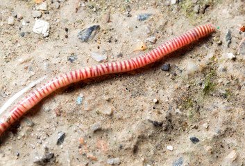 red worm on the ground. macro