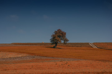 A lonely tree on a field in summer