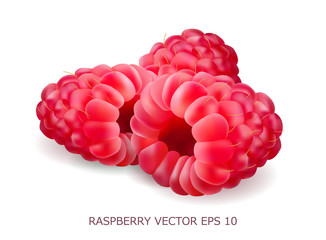 Vector realistic volumetric 3d raspberry. Isolated background design object