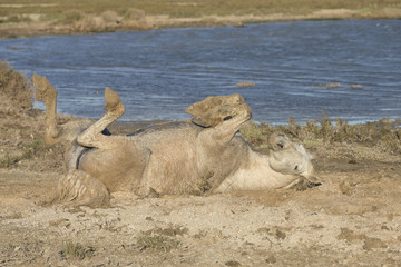 White horses of Camargue France