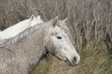 Obraz premium White horses of Camargue France