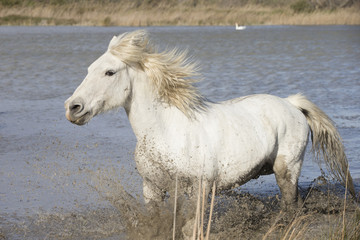 Obraz na płótnie Canvas White horses of Camargue France