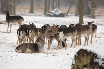 A herd of fallow deer (Dama dama) in a winter landscape.