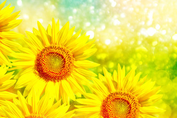 Beautiful sunflower field in summer.