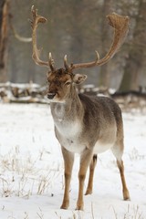 Naklejka na ściany i meble The fallow deer (Dama dama) in a winter landscape.