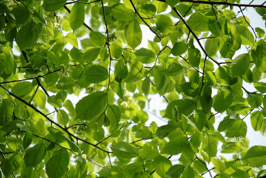 fresh green elm leaves