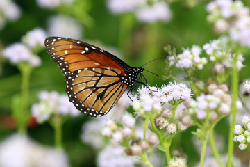 Obraz na płótnie Canvas Soldier Butterfly - Danaus eresimus