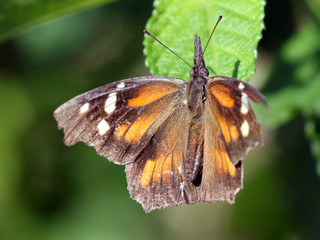 American Snout Butterfly - Libytheana carinenta