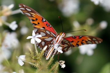 Obraz na płótnie Canvas Gulf Fritillary Butterfly - Agraulis vanillae