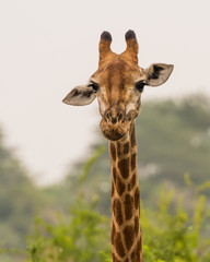 Retrato de uma girafa