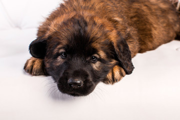 leonberger puppy on a white sofa