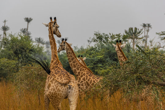 Três girafas selvagens na selva