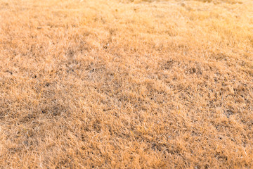 dry grass field