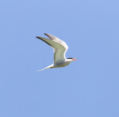 seagull on a background of blue sky