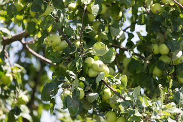 apples on the tree in nature